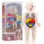 13-Piece Human Body Anatomy Model Montessori Science Kit