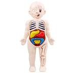 13-Piece Human Body Anatomy Model Montessori Science Kit