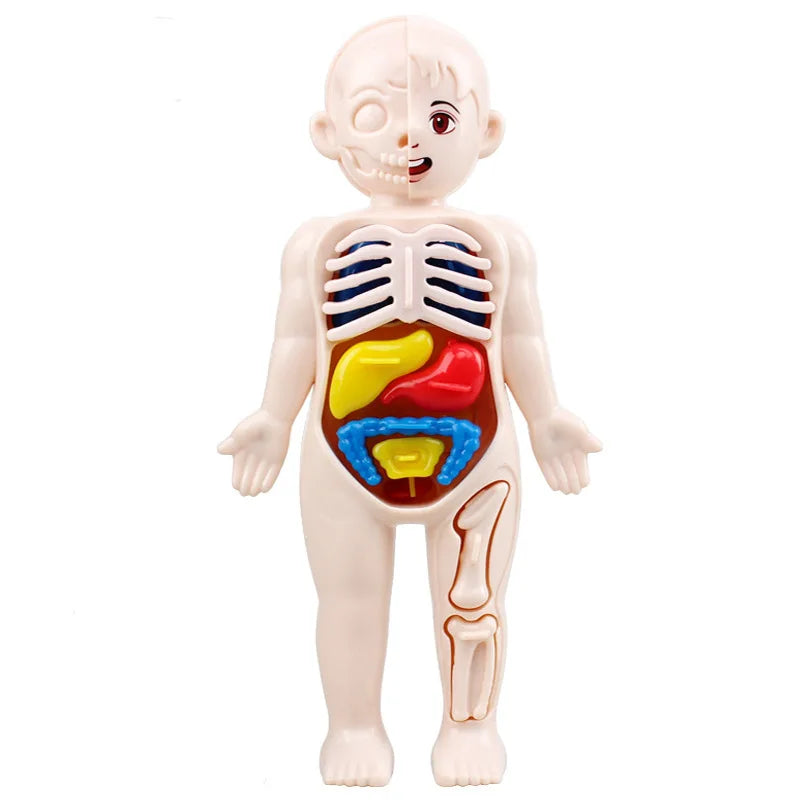 13-Piece Human Body Anatomy Model Montessori Science Kit