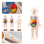 13-Piece Human Body Anatomy Model Montessori Science Kit