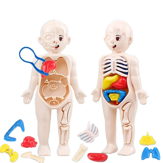 13-Piece Human Body Anatomy Model Montessori Science Kit Main Image