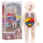 13-Piece Human Body Anatomy Model Montessori Science Kit