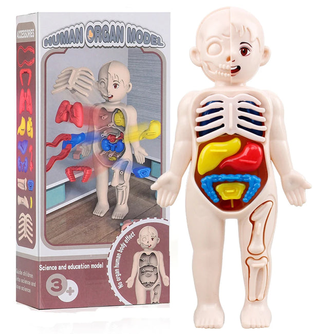 13-Piece Human Body Anatomy Model Montessori Science Kit Hover Image