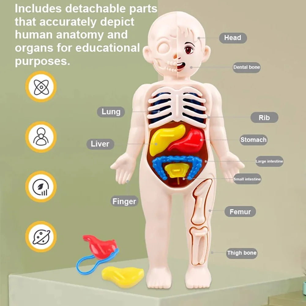 13-Piece Human Body Anatomy Model Montessori Science Kit