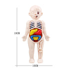 13-Piece Human Body Anatomy Model Montessori Science Kit