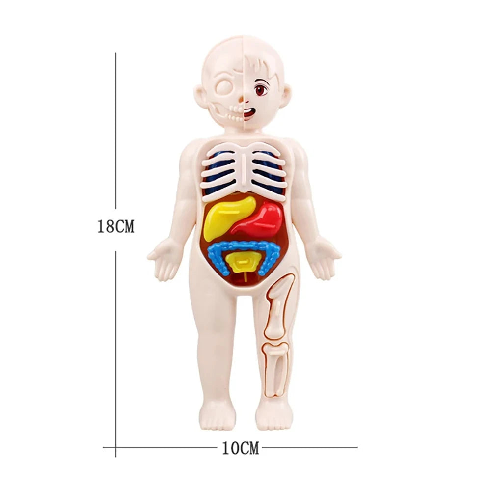13-Piece Human Body Anatomy Model Montessori Science Kit